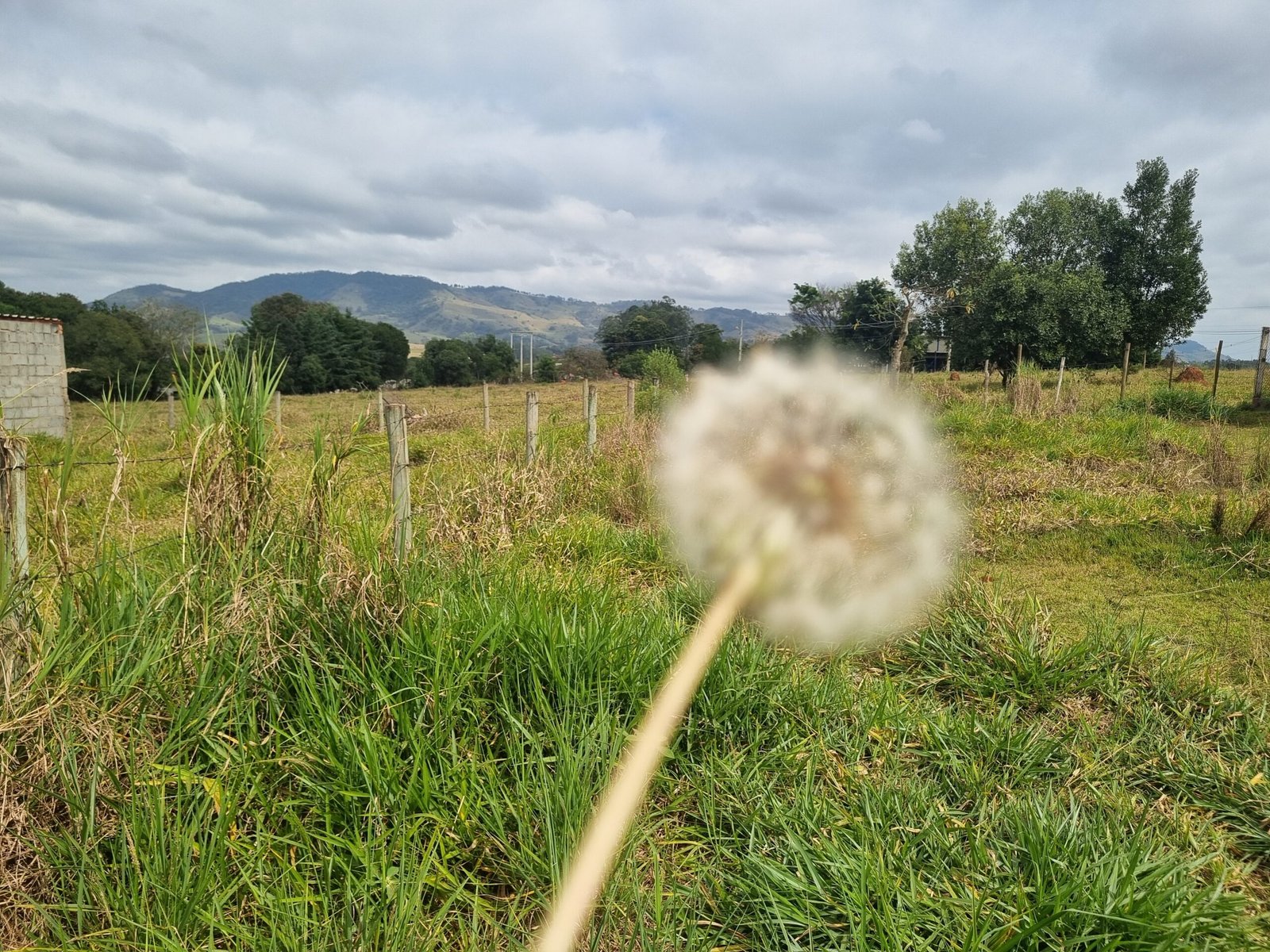 Dente-de-leão encontrado durante uma caminhada, com paisagem rural ao fundo